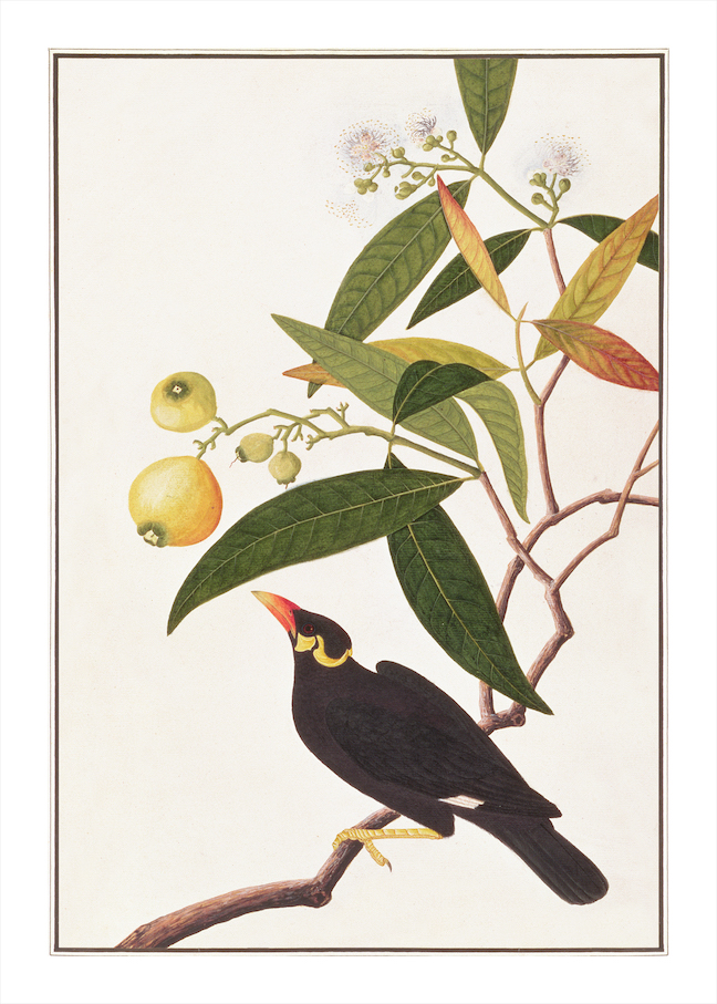 ANGLO-INDIAN BIRDS 2