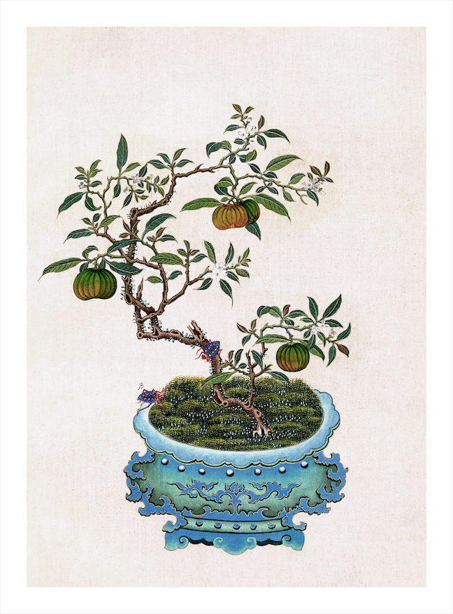 CHINESE BONSAI TREES