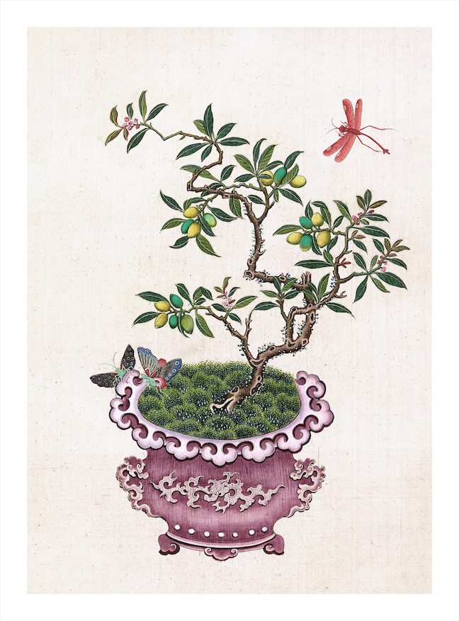 CHINESE BONSAI TREES