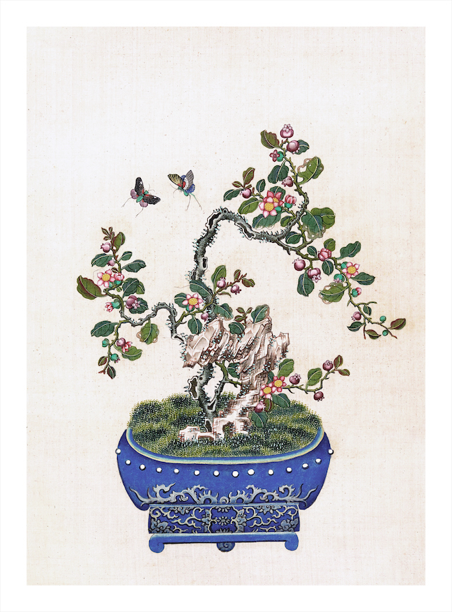 CHINESE BONSAI TREES