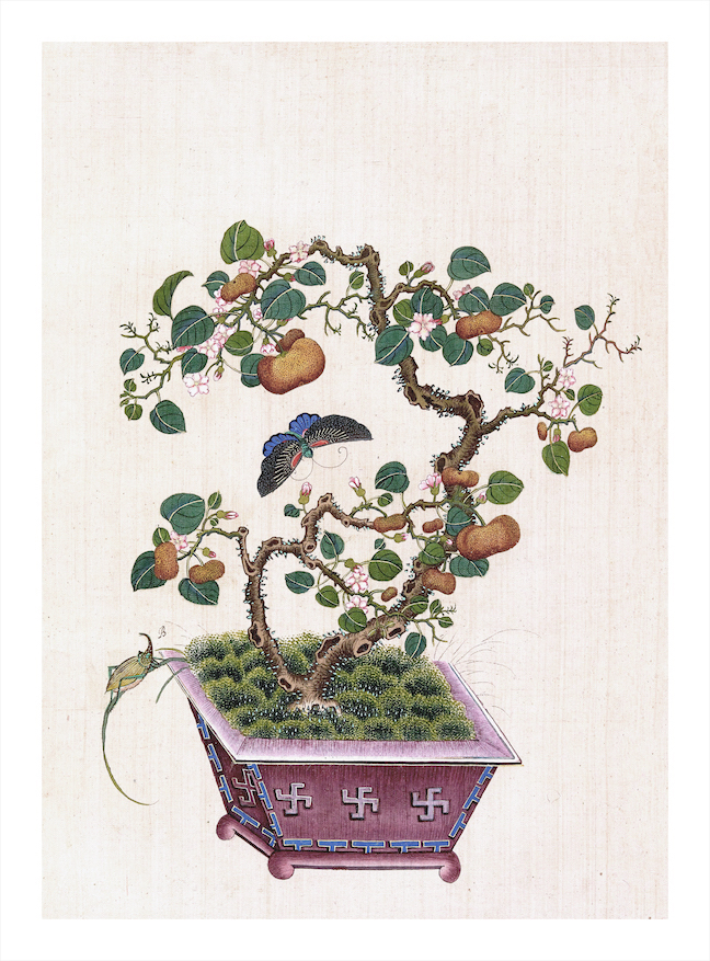 CHINESE BONSAI TREES