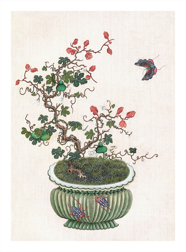 CHINESE BONSAI TREES