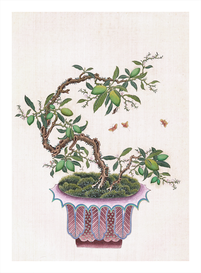 CHINESE BONSAI TREES