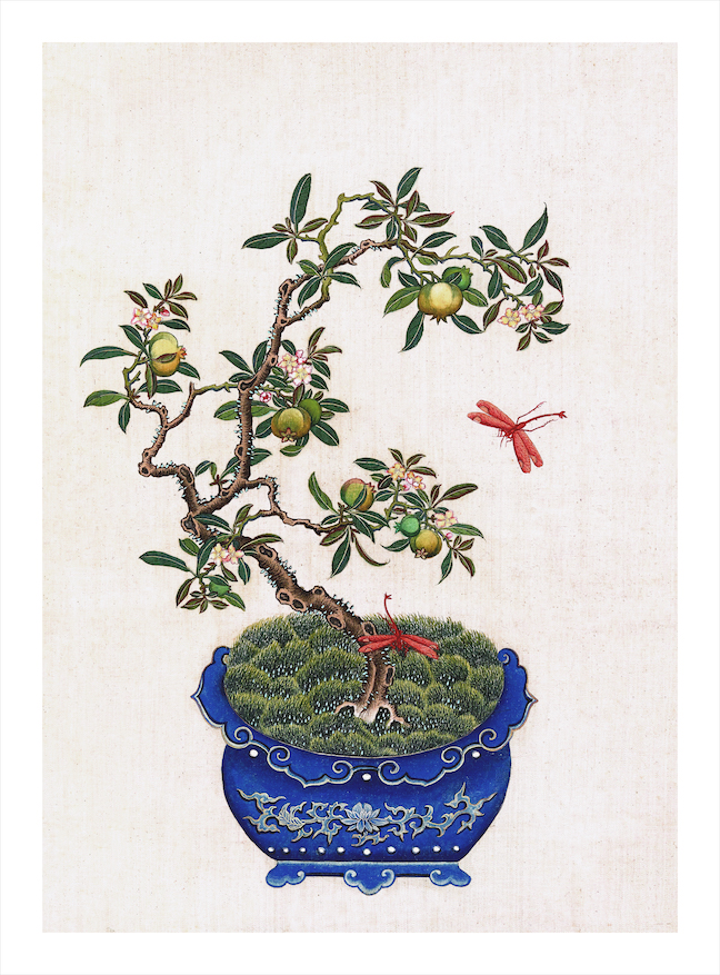 CHINESE BONSAI TREES