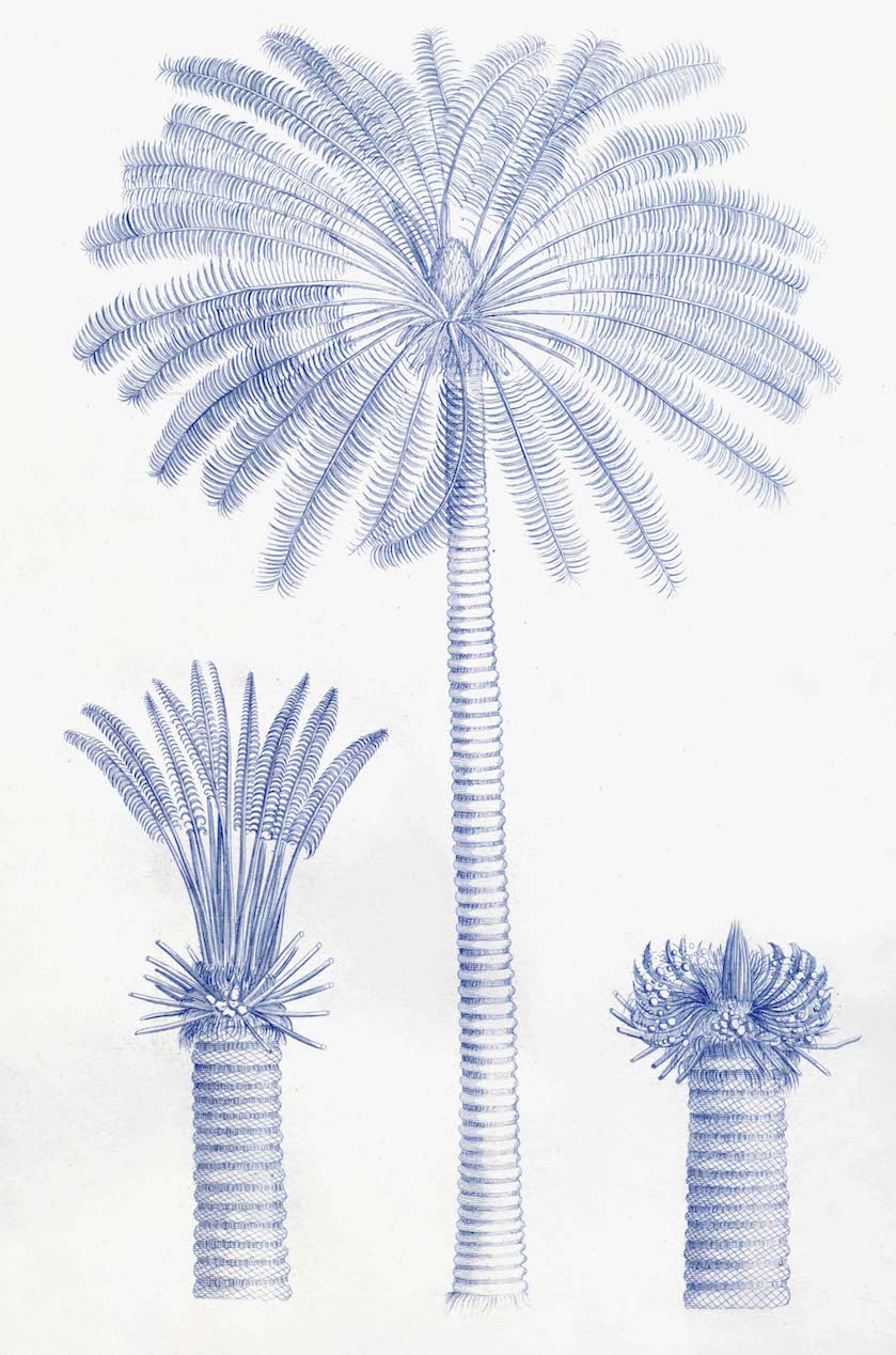 PALMS