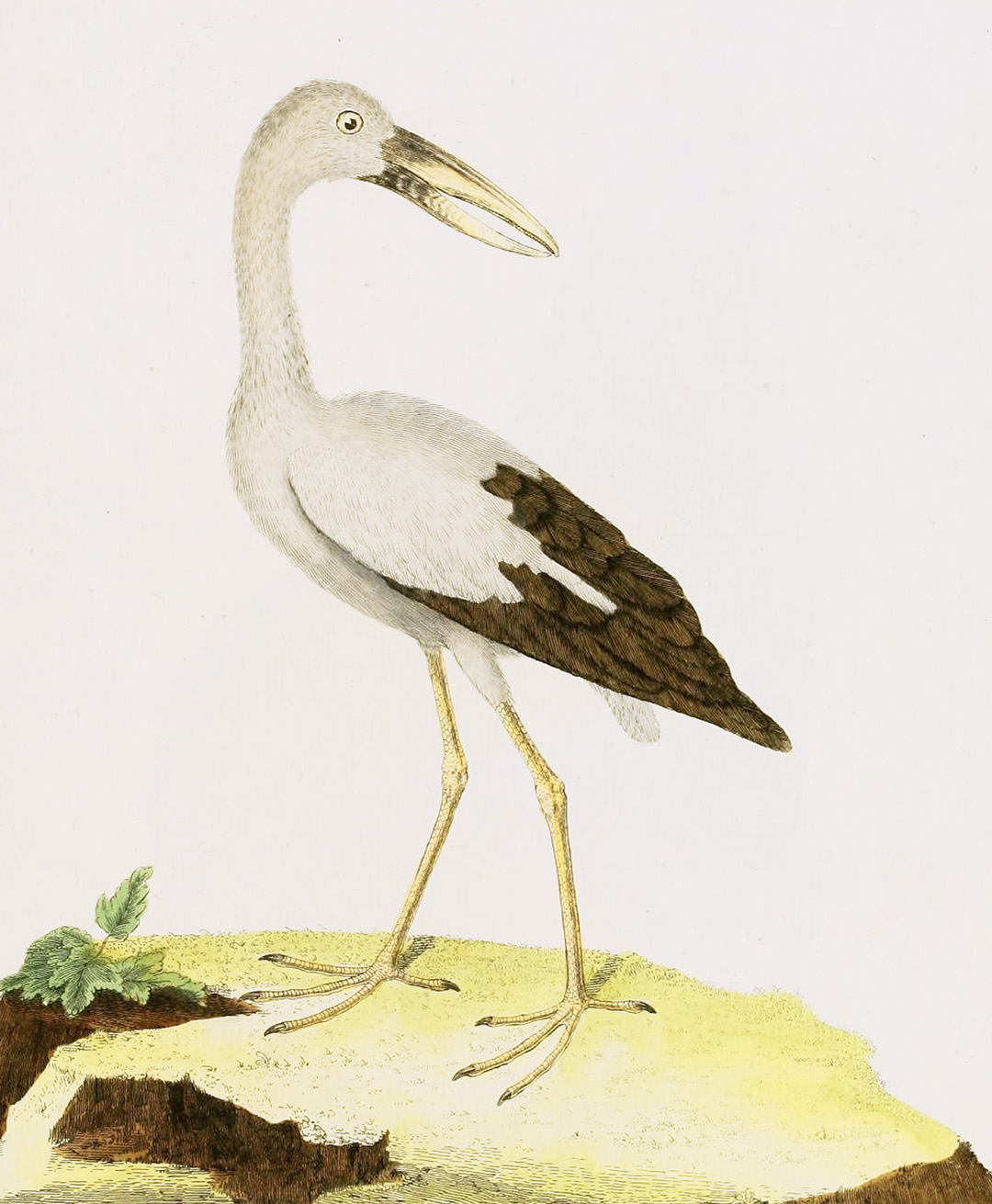 English Aquatic Birds