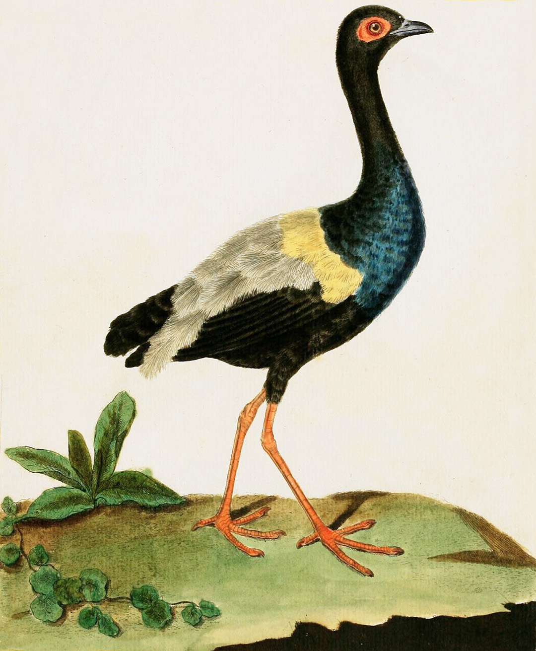 English Aquatic Birds