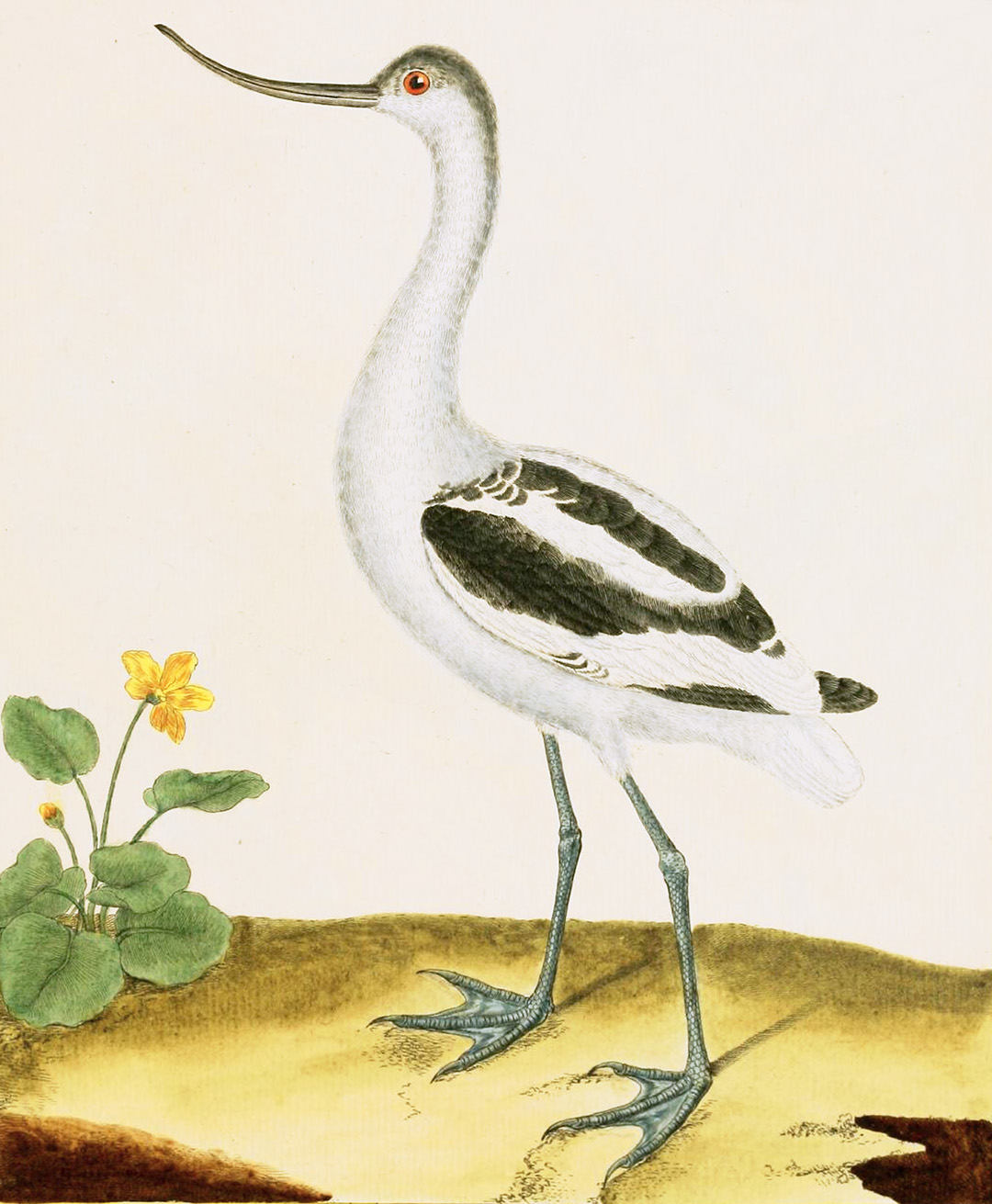 English Aquatic Birds