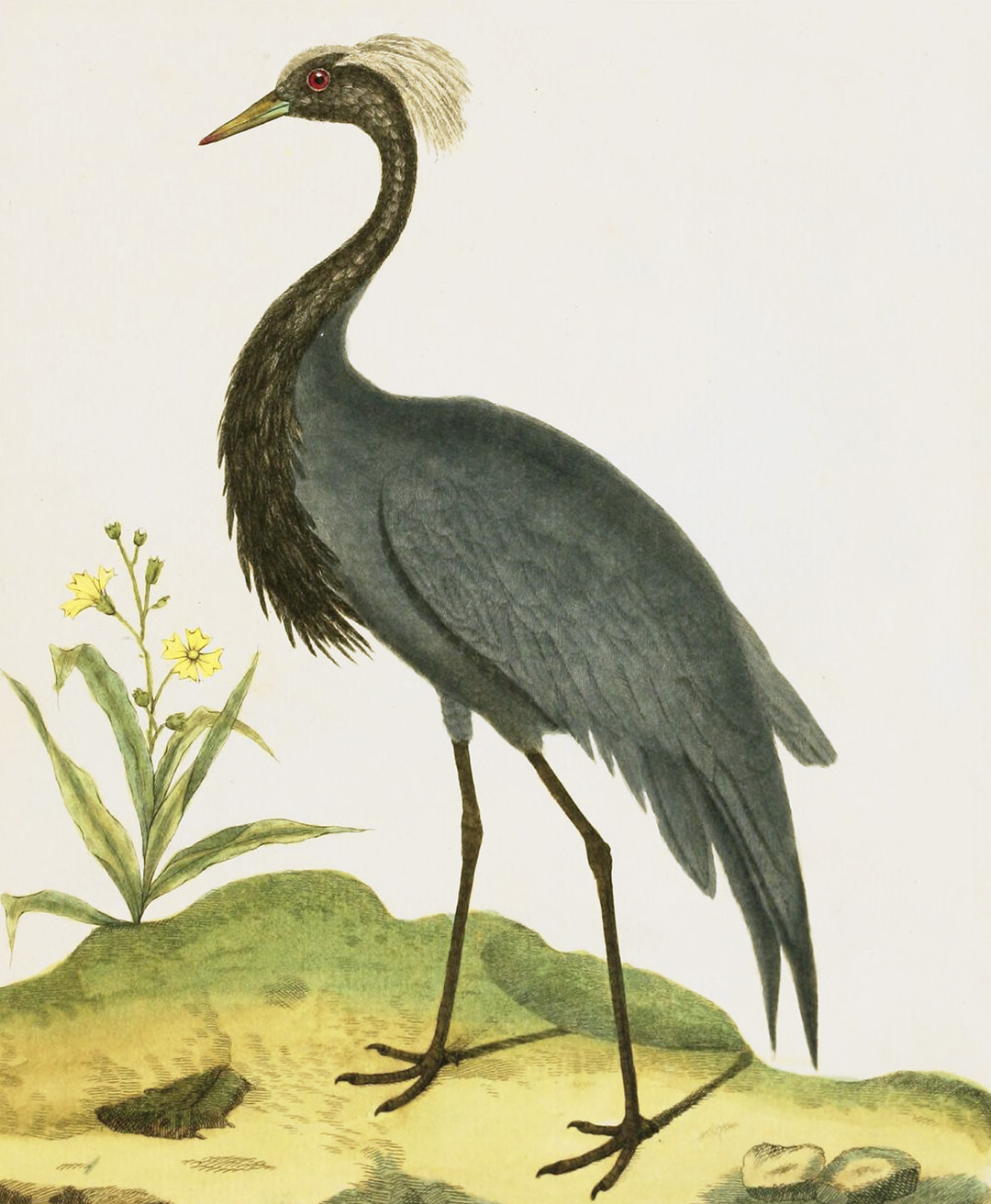 English Aquatic Birds