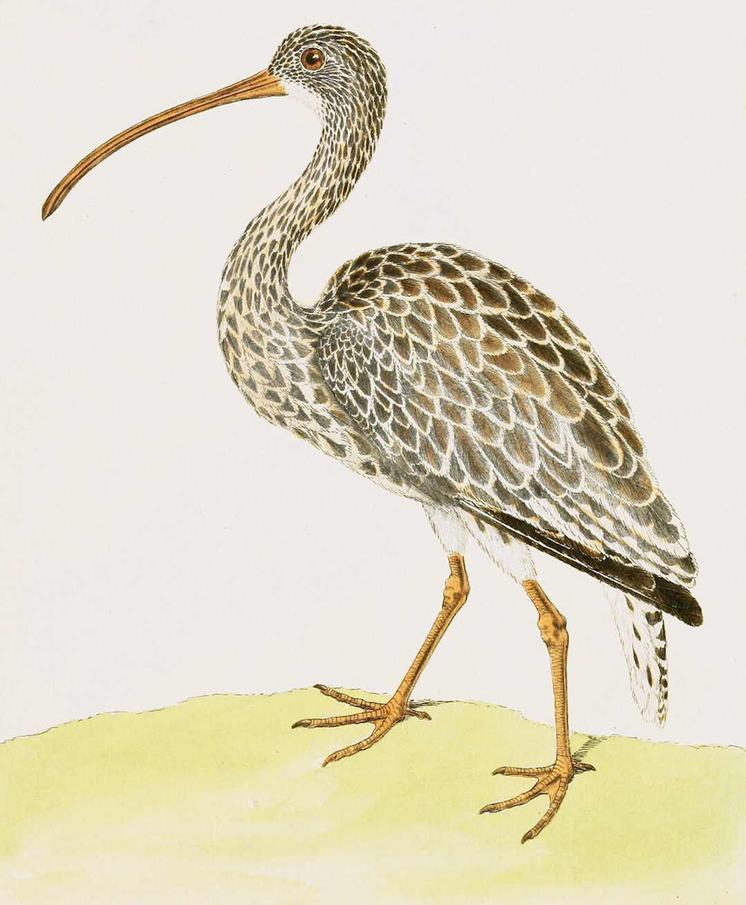 English Aquatic Birds