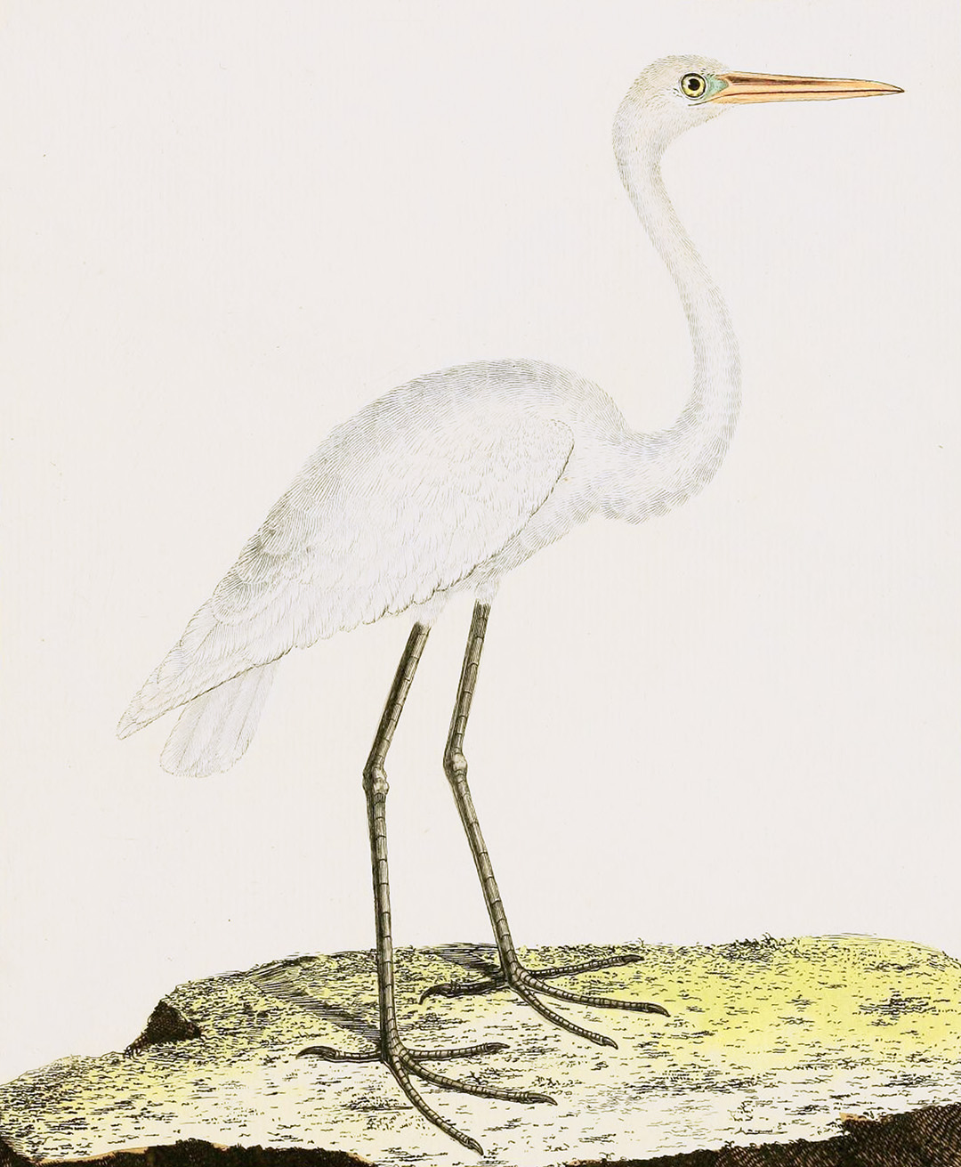English Aquatic Birds
