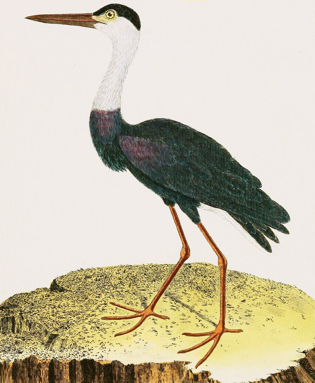 English Aquatic Birds