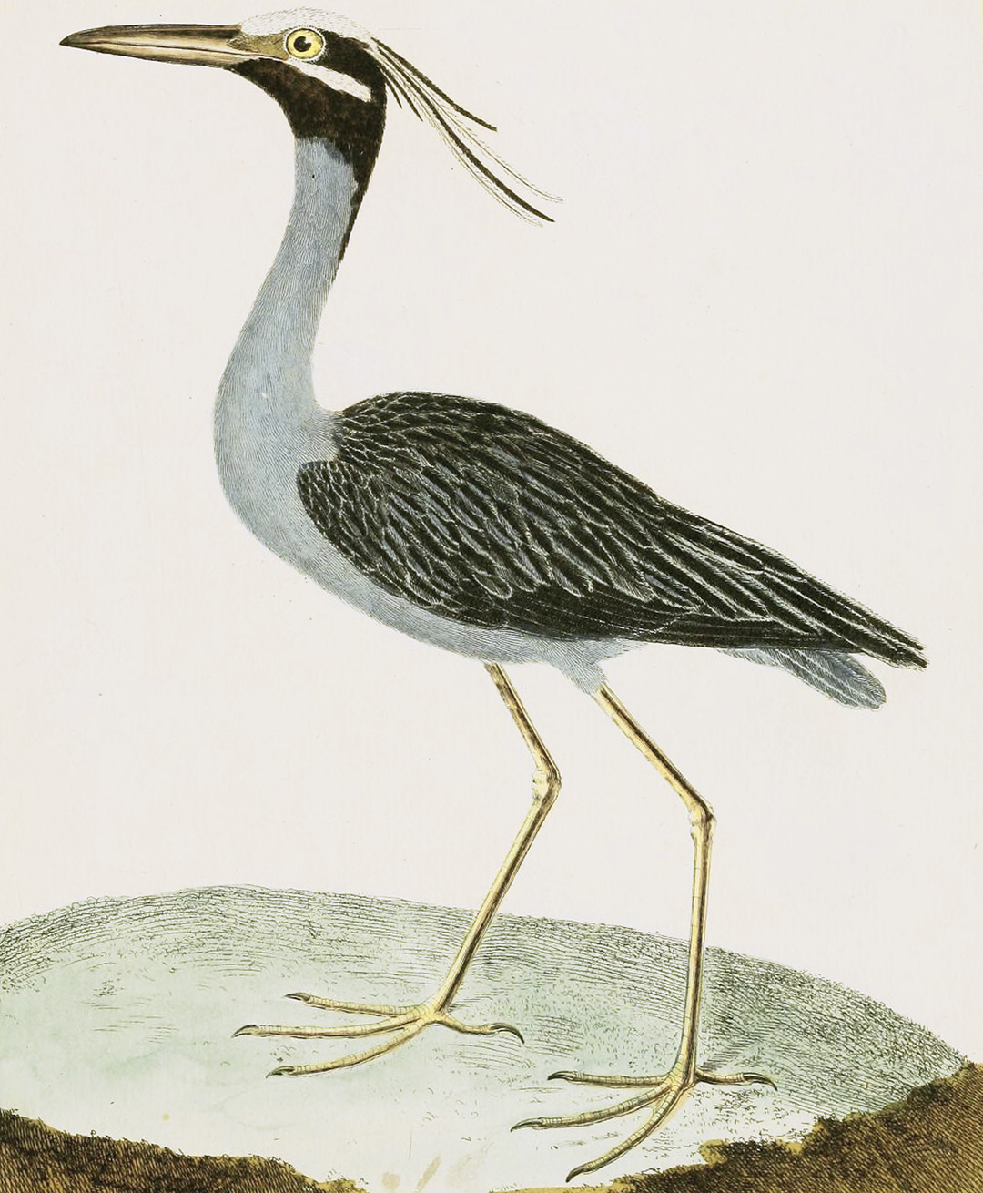 English Aquatic Birds
