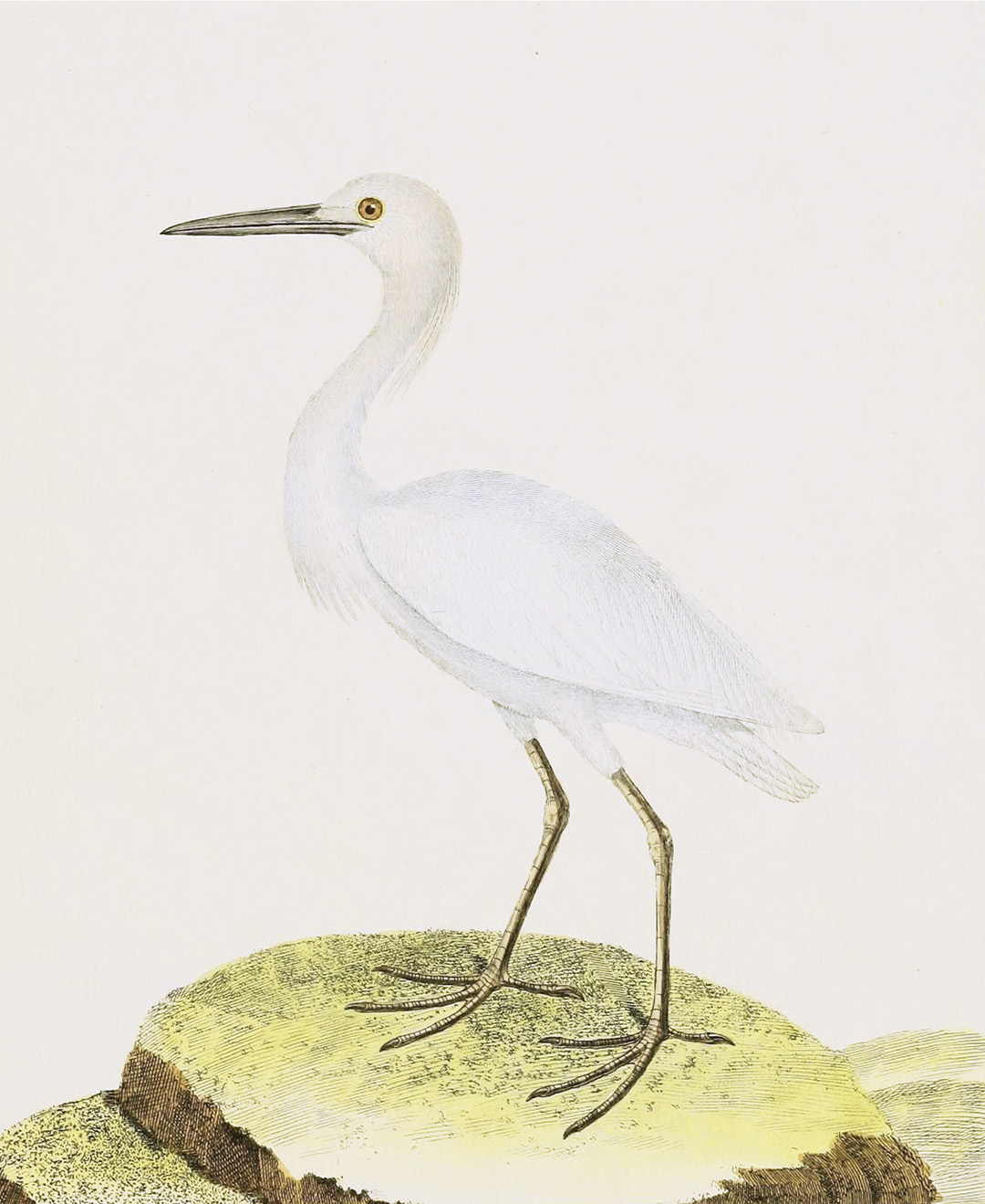 English Aquatic Birds