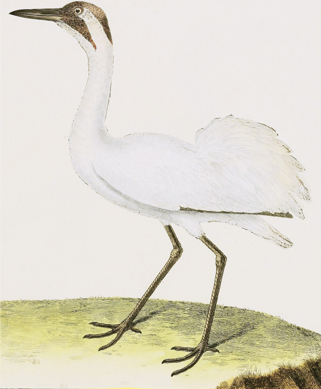 English Aquatic Birds