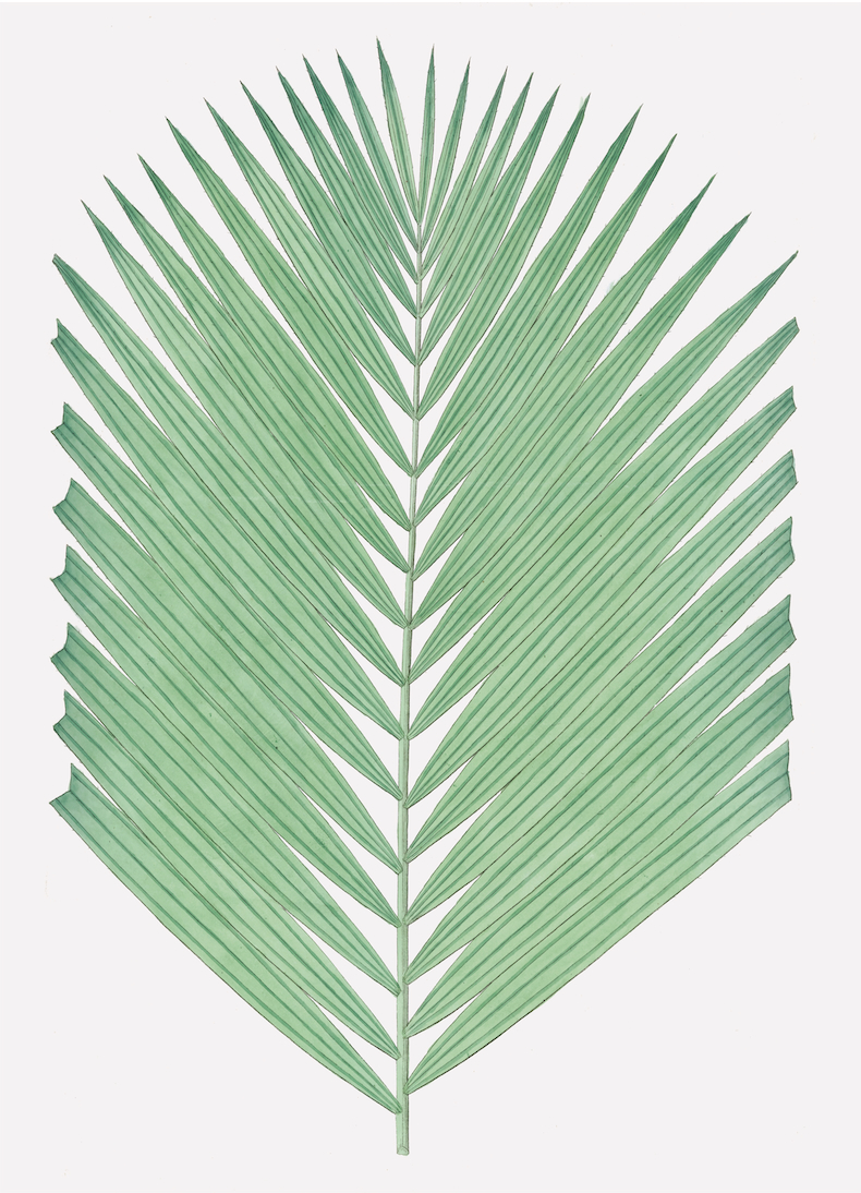 PALMS