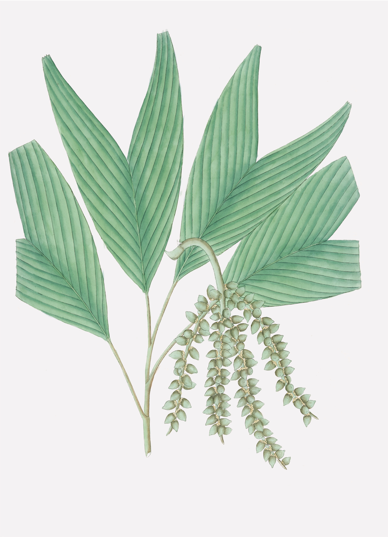 PALMS