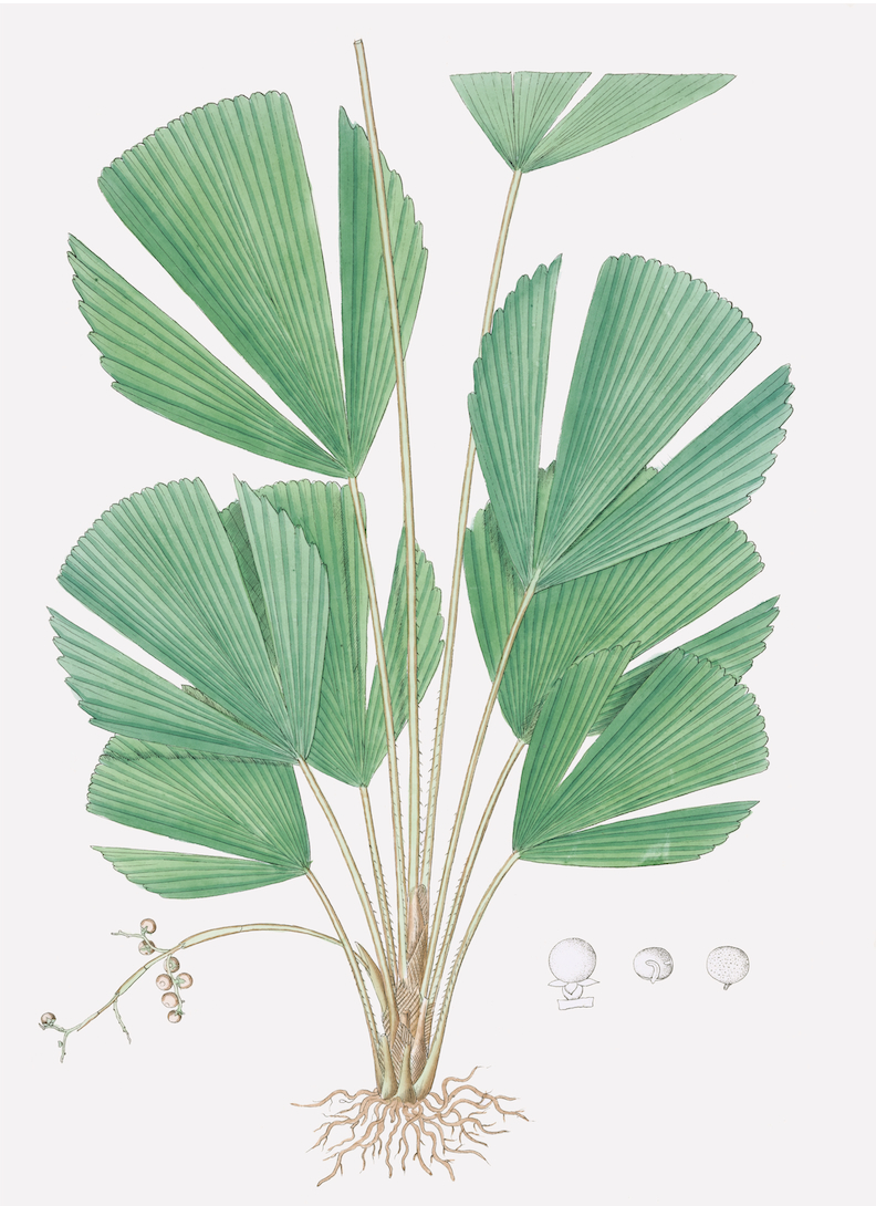 PALMS