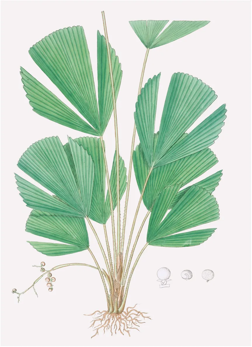 PALMS