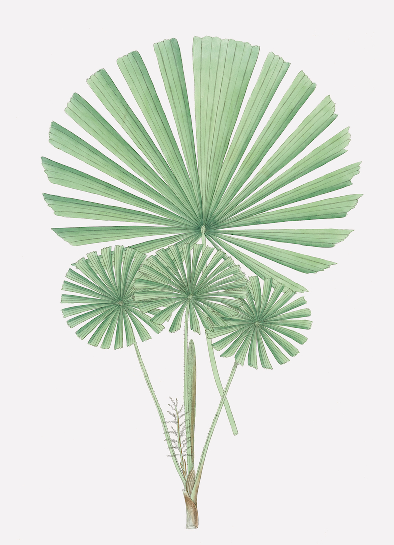 PALMS
