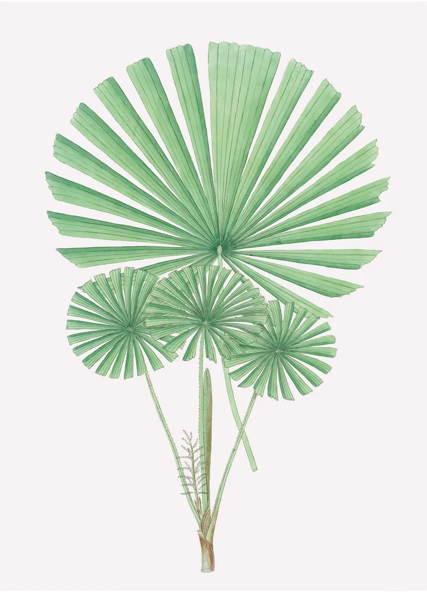 PALMS